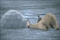 청수레져  "진풍 이글루 " 사용기 올려드립니다