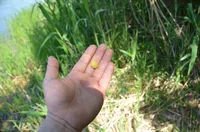 예감의 옥수수 그루텐