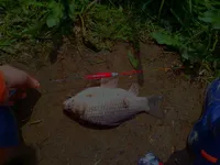 부레찌미니 사용기