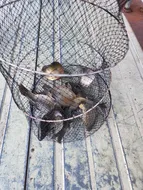 아산 신수지 11월 첫째주입니다