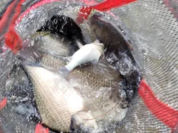 장계지에아름다운날들