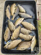 화곡낚시터 조황정보