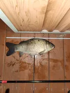 송전지 제일좌대 조황입니다.