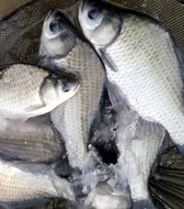 장계낚시터주말조항