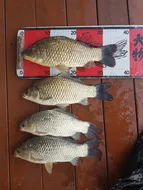 송전지 제일좌대 조황입니다.