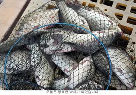 신봉지 방류도하고 조황도 올리고....