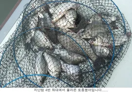 신봉지 방류도하고 조황도 올리고....