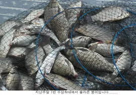 더워도 붕어는 나옵니다.....