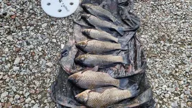 아산 명품 월랑낚시터 11월   조황화보입니다.....^^