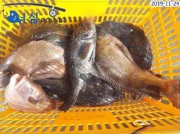 11월23일 어시바다낚시터조황 