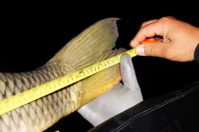 때깔좋고 힘좋은 잉어 구경하세요!^^