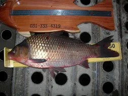 54,5센티,,,붕어의 엄청난 자태,,,