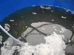 형제의 줄서기~