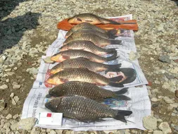 정식 개장전까지 전수면을 쌍포,밤낚시 가능한 임시 손맛터로 운영합니다,