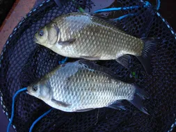 의암거북낚시터소식