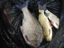 의암거북낚시터소식