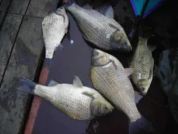 이어지는거북낚시터호조황