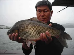 의암거북좌대조황소식