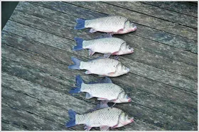 {{회암}} 오직! 단 한번만이라도...