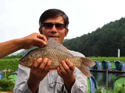 토종붕어 41.3센티 포획하여 130센티 장찌세트 선물 받고...