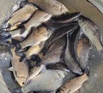 장계낚시터주말조항