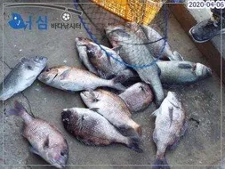 4월6일 어심바다낚시터조황 