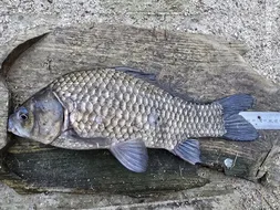 용담대물낚시터