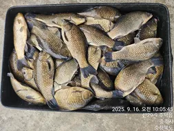 화곡낚시터 조황정보