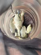 송전지 제일좌대 조황입니다.