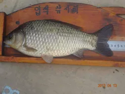 입석낚시터 [토종댐붕어] 4월13일조황