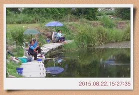 충남 아산 월선낚시터 8월 넷째주 정기방류소식