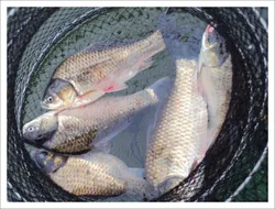 의암호 현암의 조황소식입니다.