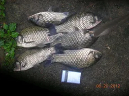 양평 피쉬랜드 조황화보및 공지사항^_^