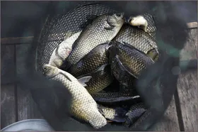 배수기에 조황이 살아 납니다..