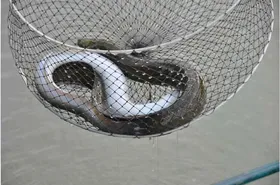 [유일낚시터]요번주는 일요일에도 추가방류합니다,