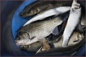 큰비에 대물을 기대해 봅니다..