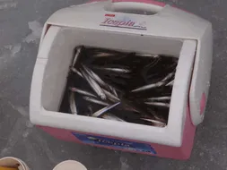 이천빙어축제 빙어낚시 가능 (축소운영)