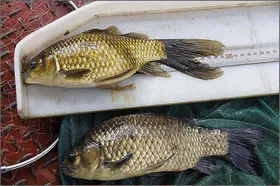 같은 월척이 이라도 이렇게 다를수가!!!!