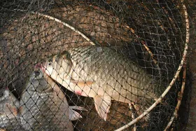 기다림속에 올린 황금붕어를 보면 피로가 확!!!