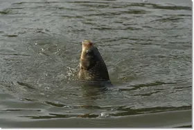 택암낚시터 7월19일조황정보