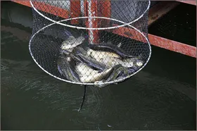 붕어는 나오는데 정말 덥습니다....