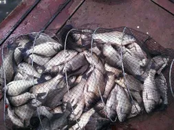 토종월척의 꿈과 희망은 영인지에서(오름수위)