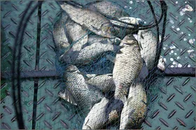 저수위에도 붕어는 계속나옵니다...