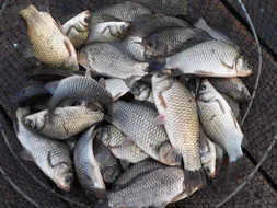 옥천 개심낚시터의 8월 4째주 모습^^