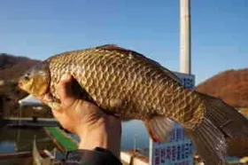 월척이 이쯤은 되어야~