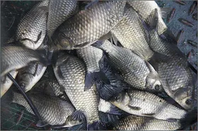 초록빛에 잠긴 오월낚시터....