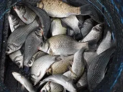 옥천 개심낚시터의 3째주 모습