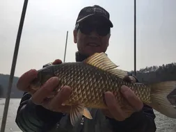 행복낚시터 요룡지 조황정보입니다~