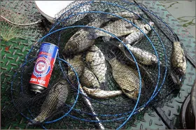 많은 비에도 붕어는 나옵니다...