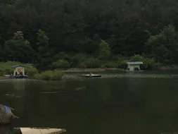 충남공주시 요룡지 행복낚시터 토종붕어 5월 11일 조황정보입니다^^